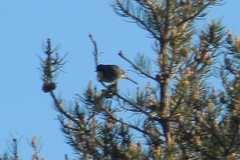 Setophaga kirtlandii