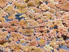 Austrocnemis splendida
