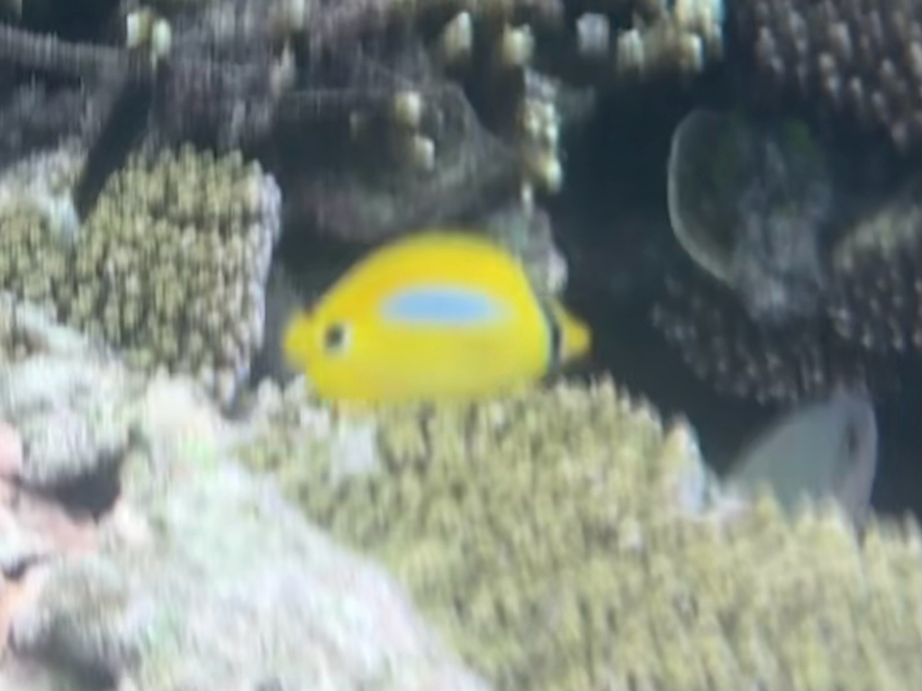 Blueblotch Butterflyfish