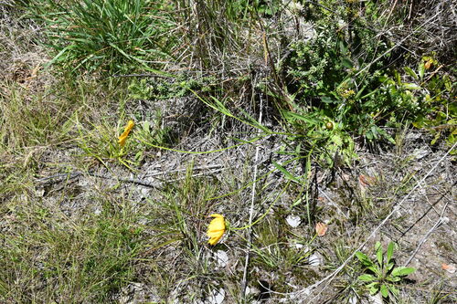 Coreopsis lanceolata observed 2025-05-02