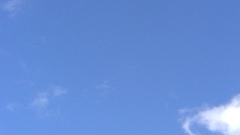 Alauda arvensis arvensis