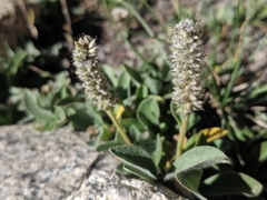 Diplodictyae