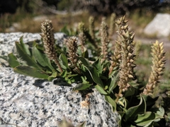 Diplodictyae