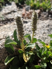 Diplodictyae