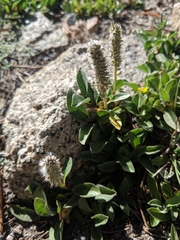 Diplodictyae