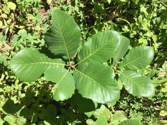 Quercus sadleriana