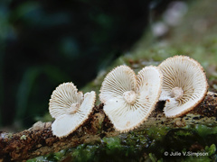 Chaetocalathus cocciformis