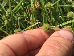 Cyperus brevifolioides