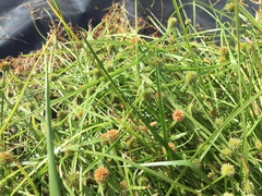 Cyperus brevifolioides