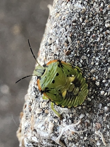 Green Stink Bug photo 3
