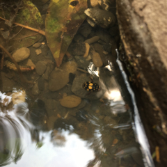 Thermonectus marmoratus