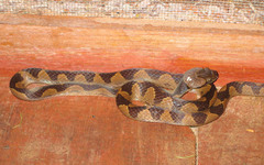 Leptodeira annulata