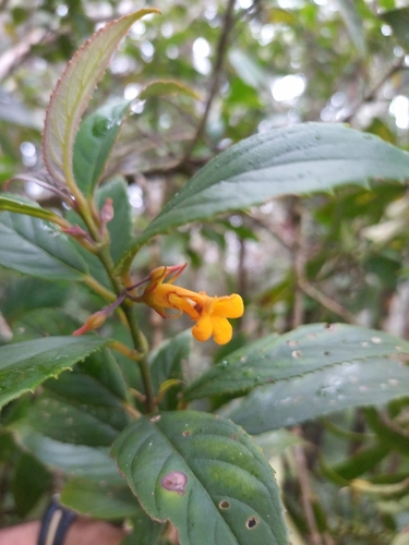 Coronanthera observed 2025-06-01