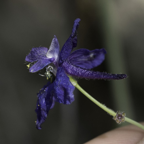 Meadow Larkspur*