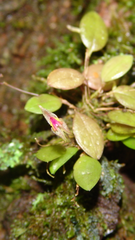 Lepanthes oreophila