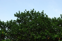 Excoecaria agallocha