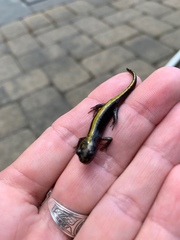 Ambystoma macrodactylum macrodactylum