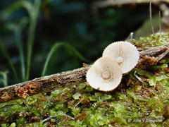 Chaetocalathus cocciformis