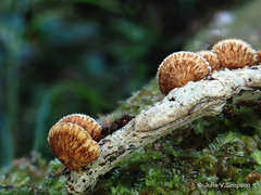 Chaetocalathus cocciformis