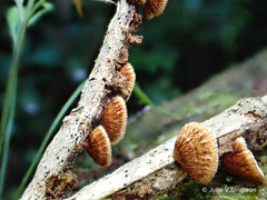 Chaetocalathus cocciformis