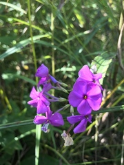 Phlox glaberrima interior