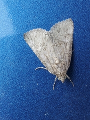 Eubolina impartialis