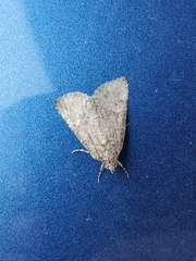 Eubolina impartialis