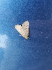 Eubolina impartialis