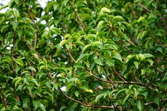 Excoecaria agallocha