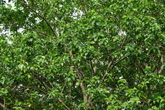 Excoecaria agallocha