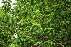 Excoecaria agallocha