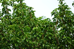 Excoecaria agallocha