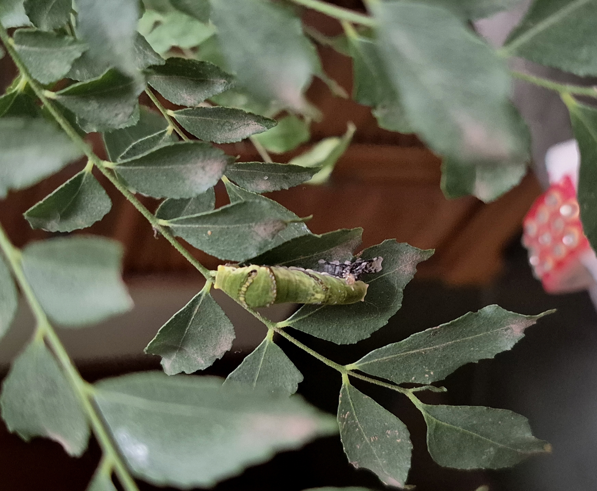 Common Mormon