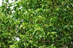 Excoecaria agallocha