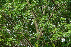 Excoecaria agallocha