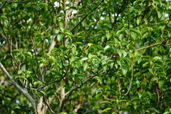 Excoecaria agallocha