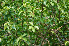 Excoecaria agallocha