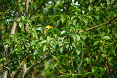 Excoecaria agallocha