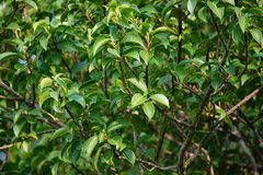 Excoecaria agallocha