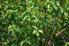 Excoecaria agallocha