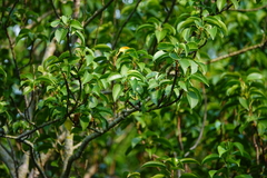 Excoecaria agallocha