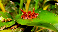 Acianthera circumplexa
