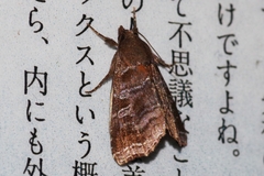 Callopistria placodoides
