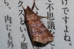 Callopistria placodoides