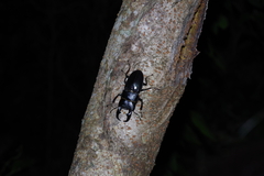 Serrognathus titanus okinawanus