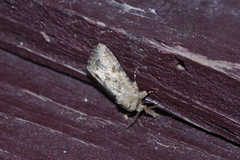 Spodoptera pecten