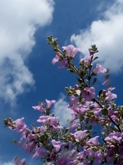 Leucophyllum frutescens