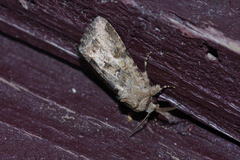 Spodoptera pecten