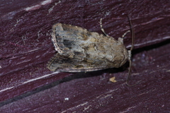 Spodoptera pecten