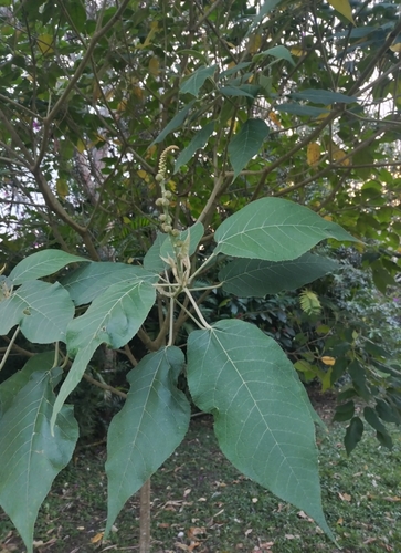 Croton draco - Whole tree